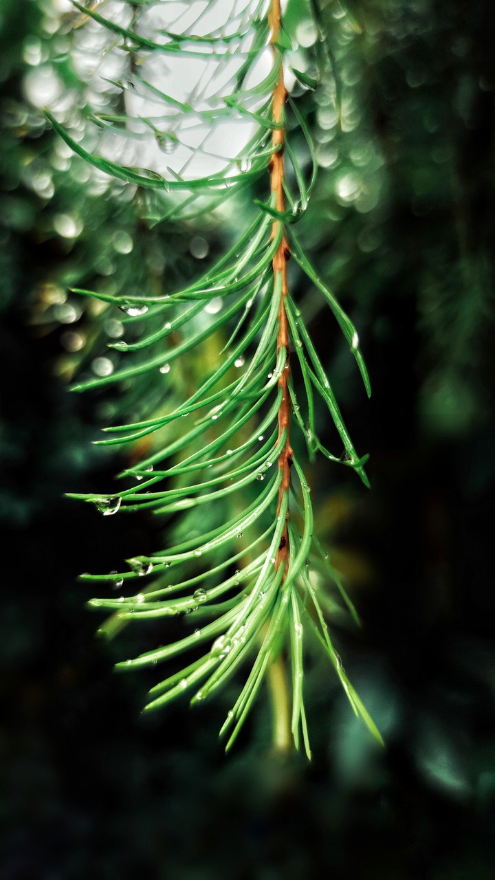 Raindrops on fir needles