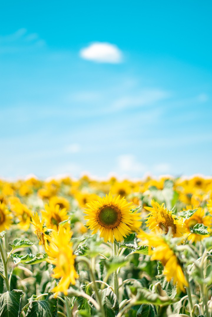 Yelow beauty