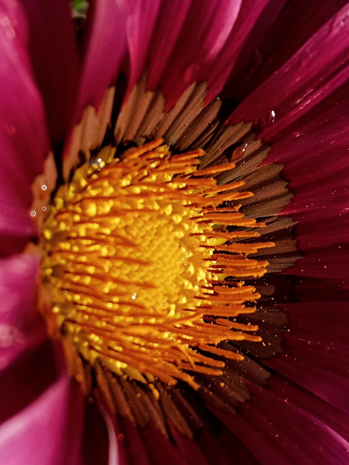 in center flower