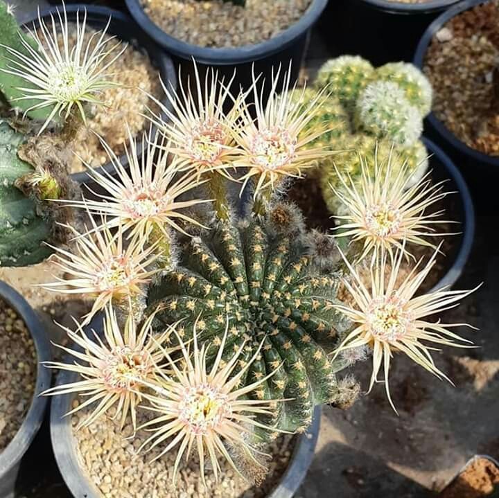 Cactus