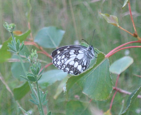 Nature butterfly