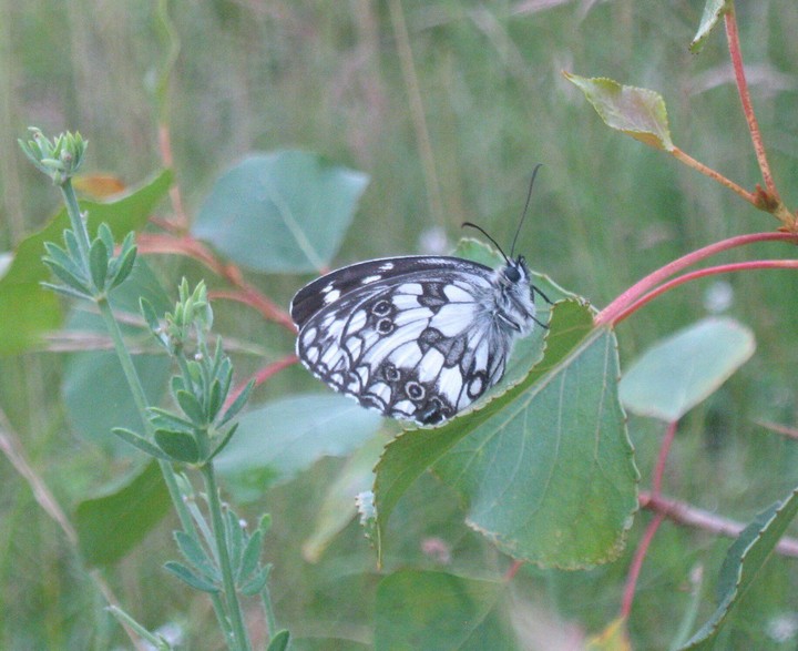 Nature butterfly