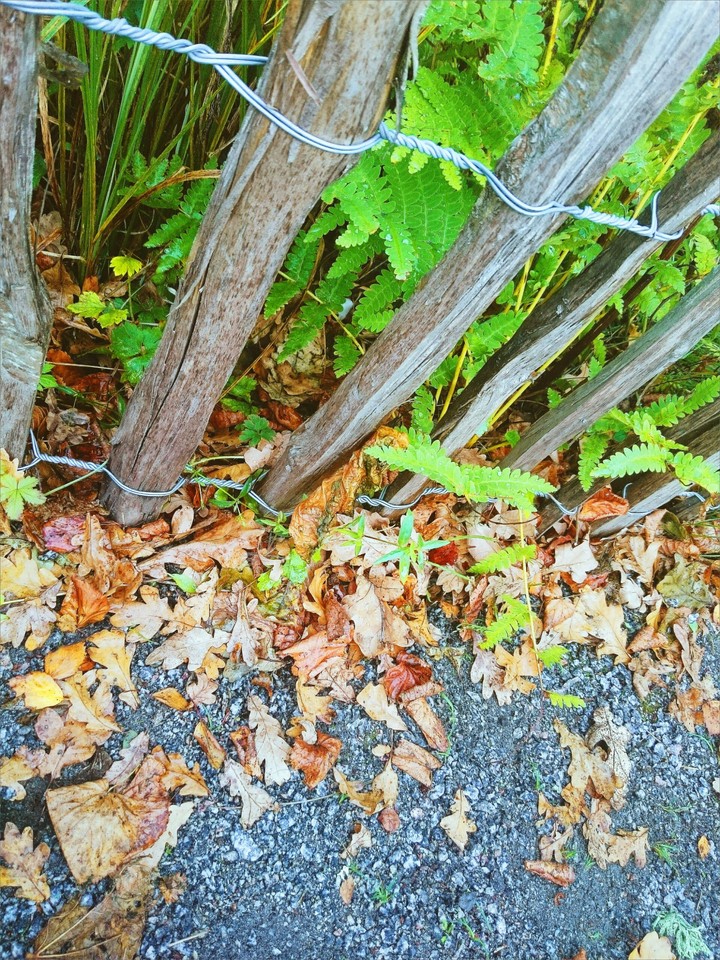 Fall is coming...!