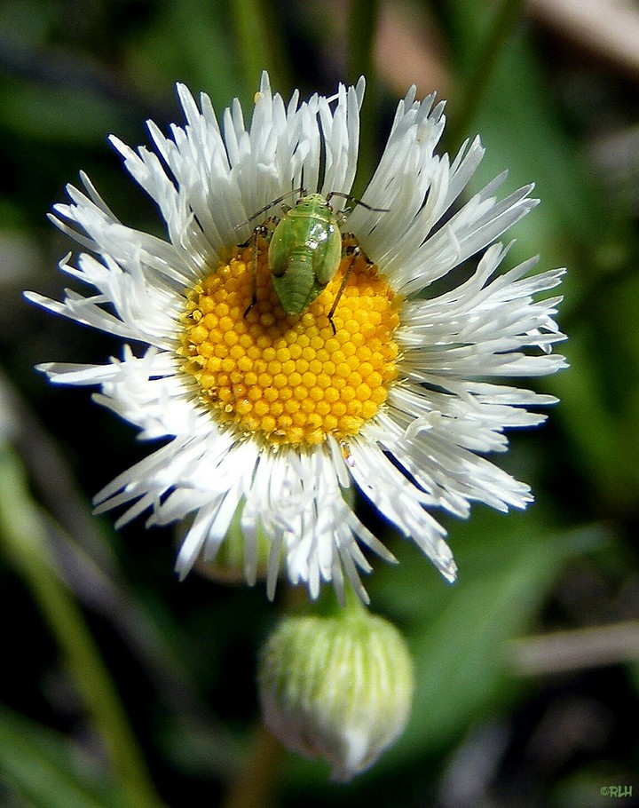 insect on flower