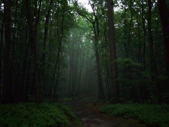 forest in thuringia