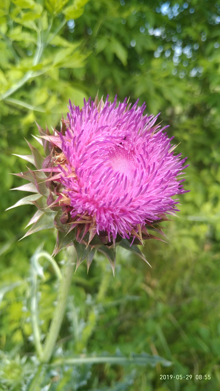 Pink flower