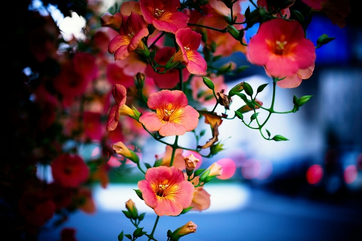 flowers