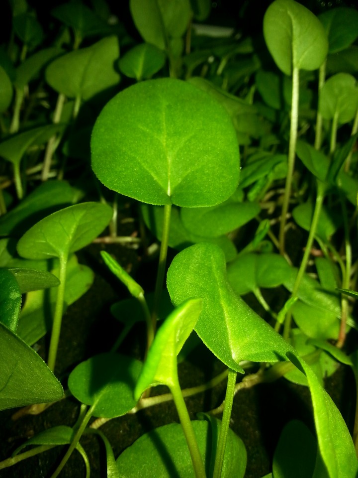 Nature