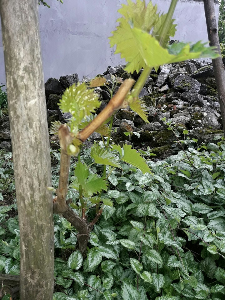 Vine