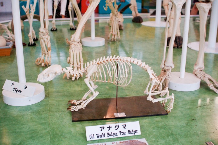 동물이미지