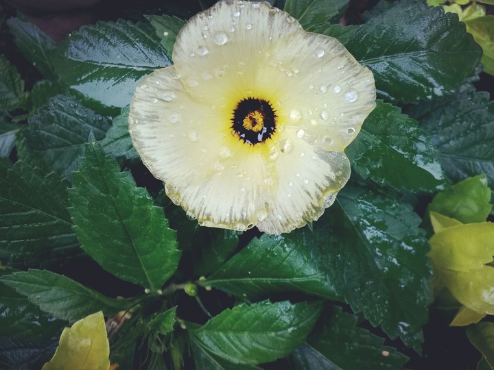 ll flor