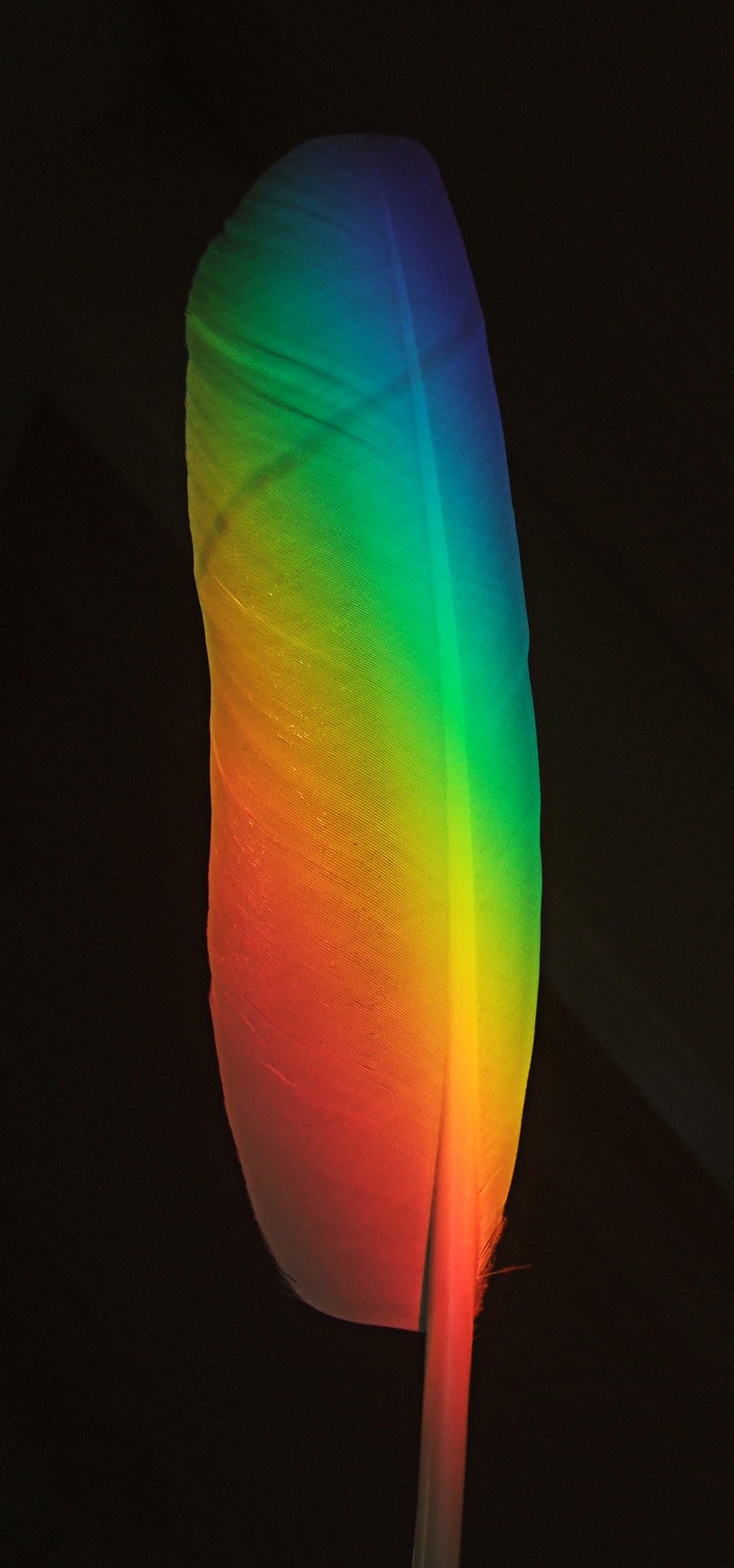 A  rainbow  leave