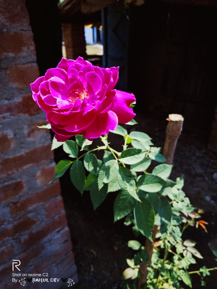 #Rose