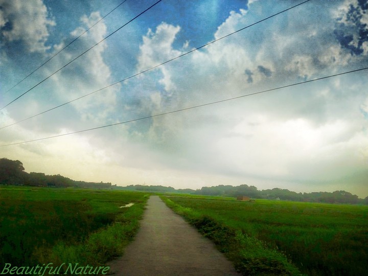 morning Nature
