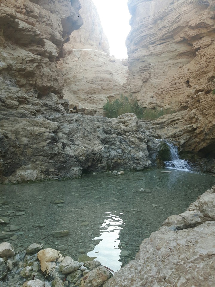 Oasis