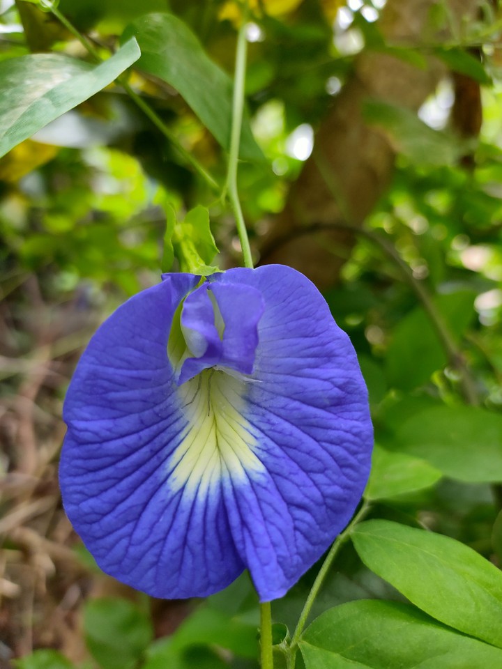 Blue pea Flower