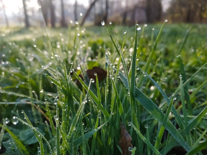 Grass