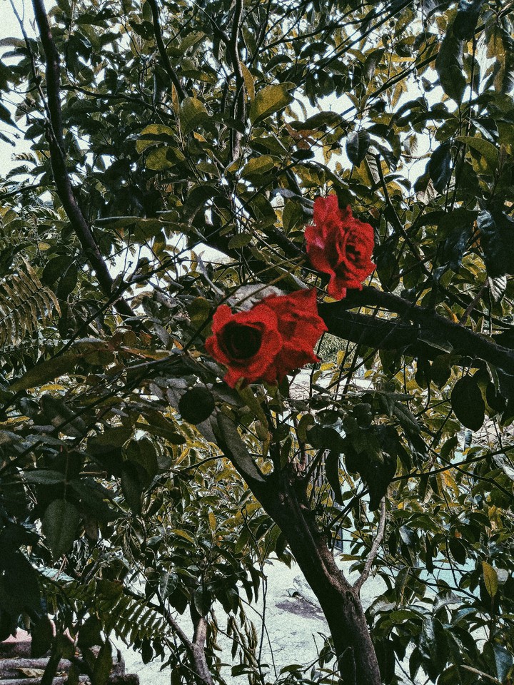 roses