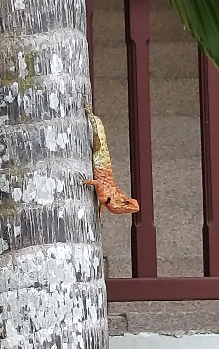 Coloured lizard