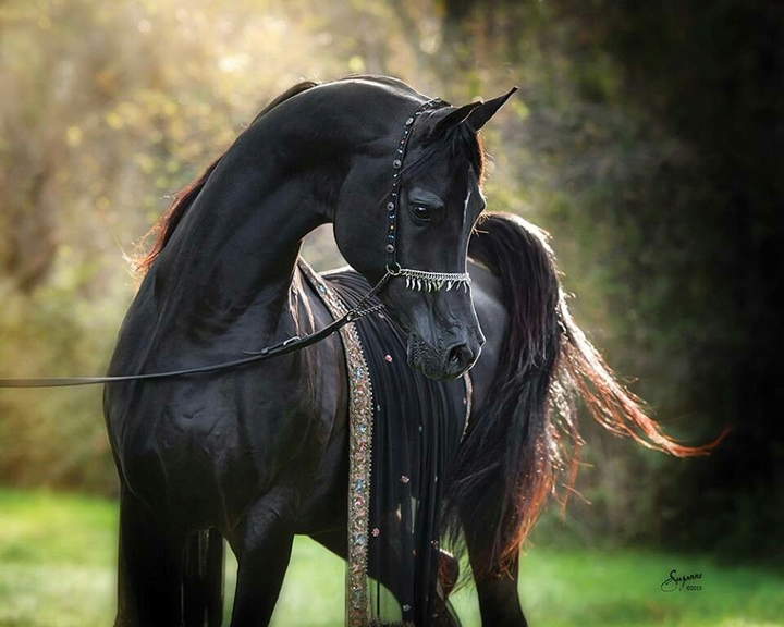 Horse