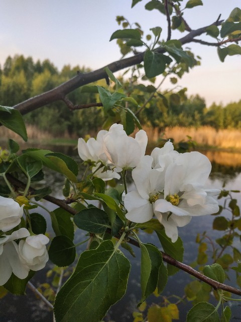 sky, Blossom वॉलपेपर