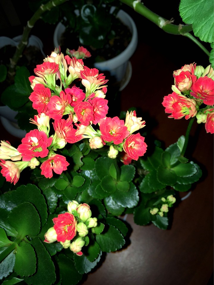 Flowers