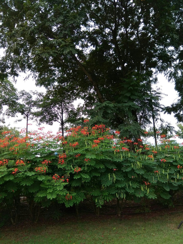 reddery