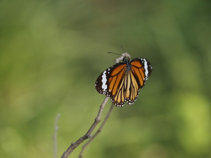 butterfly
