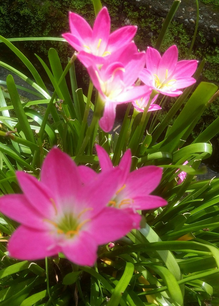 flowers