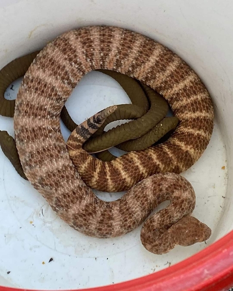 tapety reptile, serpent