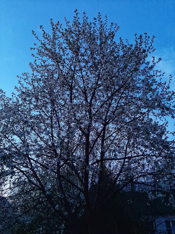 Cherry tree?