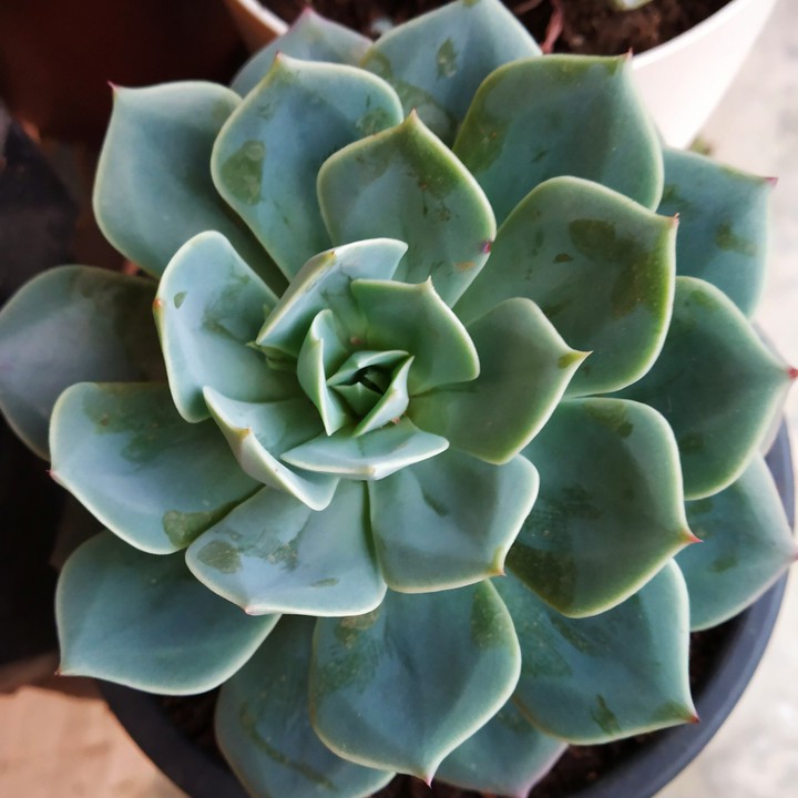 Echeveria Imbricata