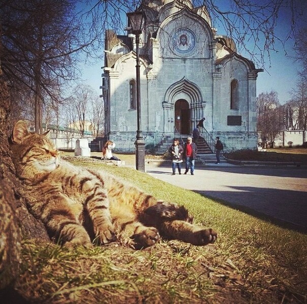 Кот -Добряк)