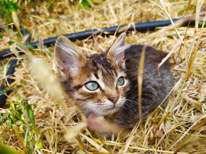 cat