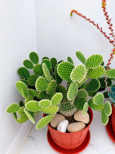 sfondi green, Cactus
