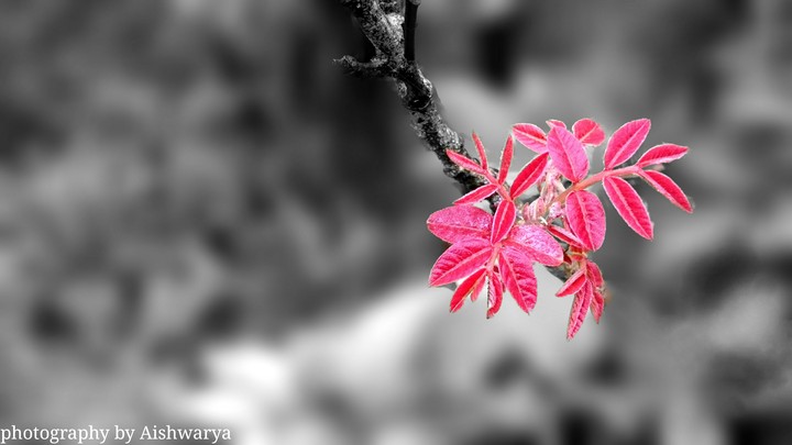 pink
