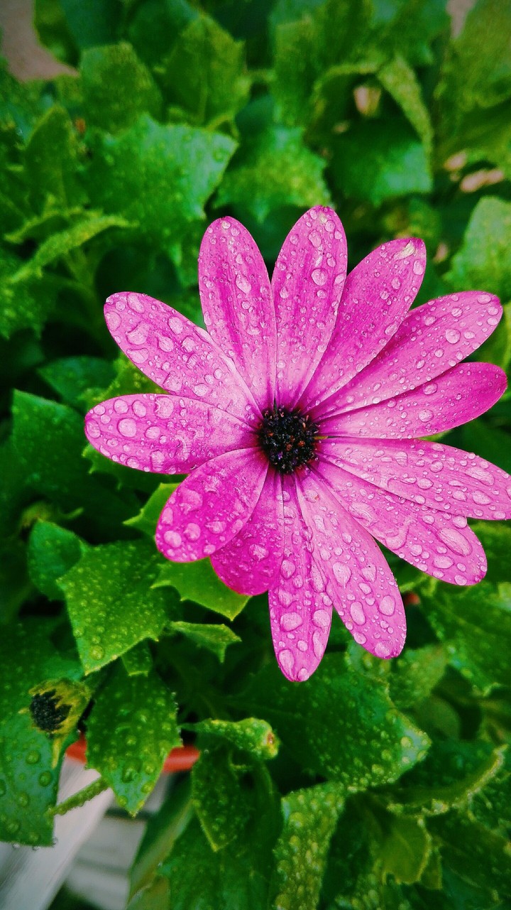 Pink flower