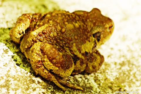 tapety anaxyrus, amphibian