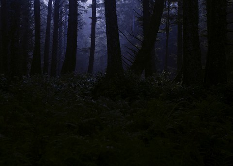 forest
