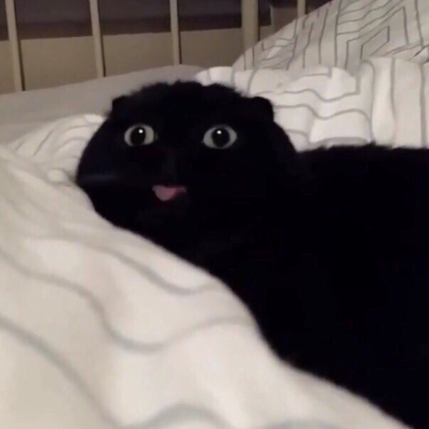 Best cat :3