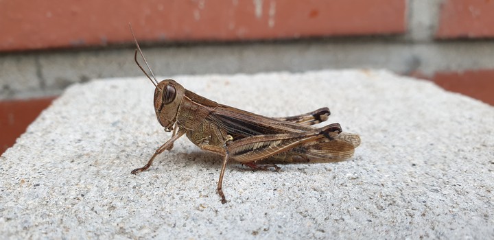 메뚜기