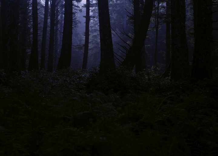forest