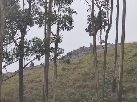 Tahr