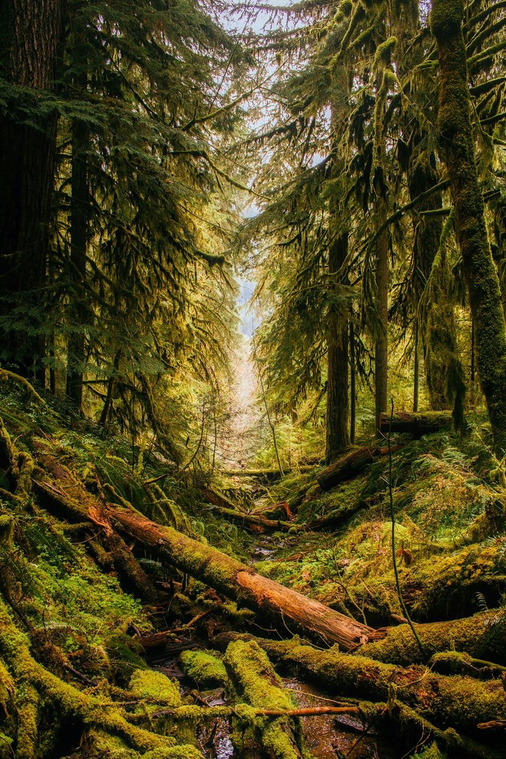 forest