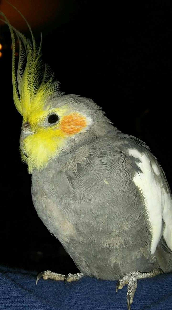 Parrot the most important one.