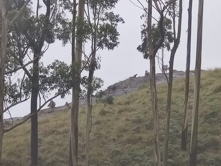 Tahr