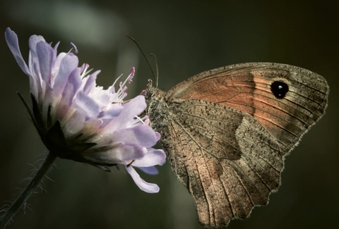 lepidoptera, wing háttérképek