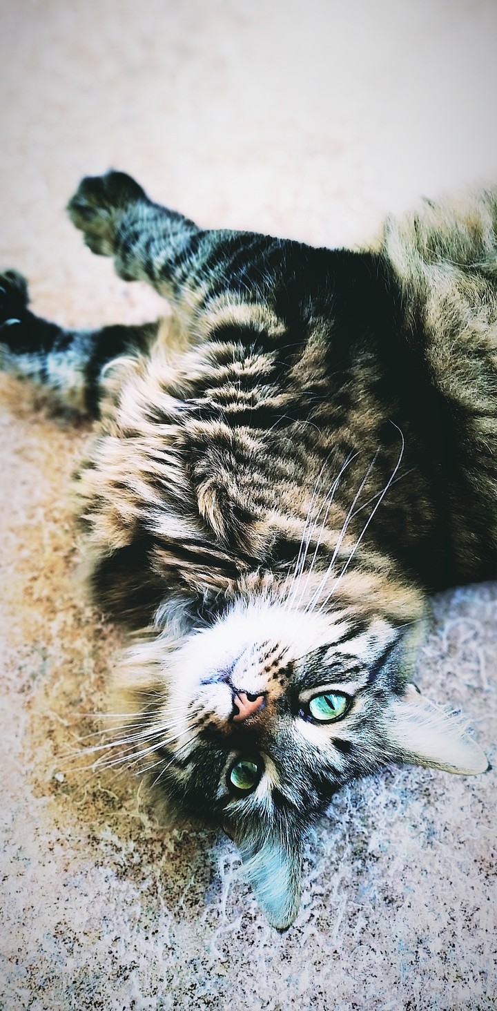 cat