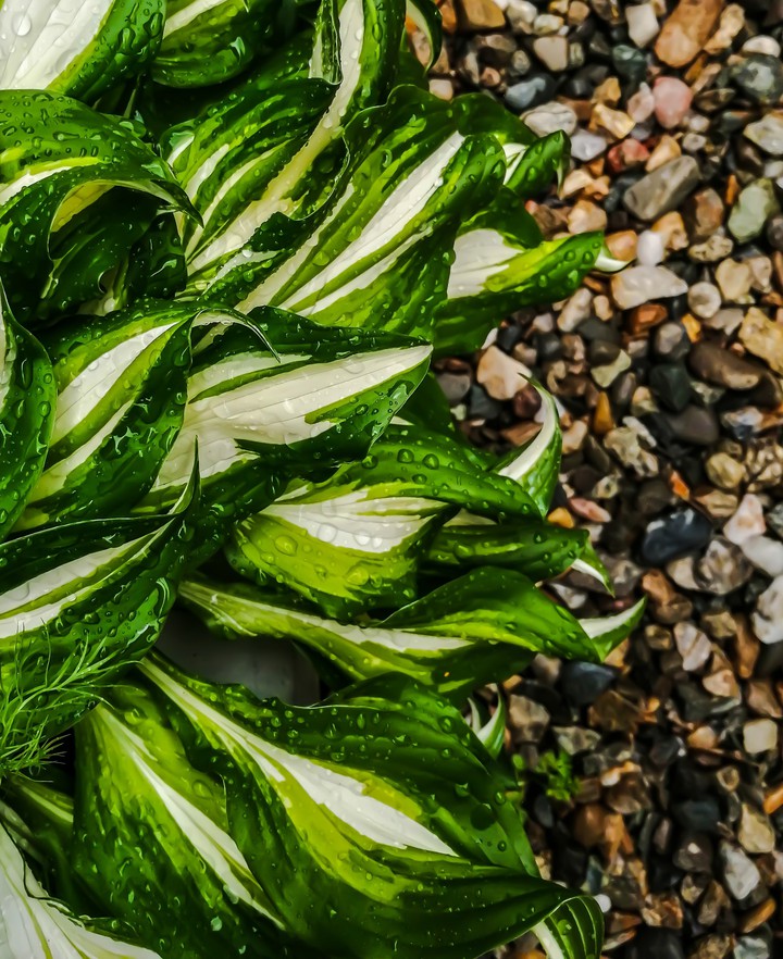 plant, Rain, rocks