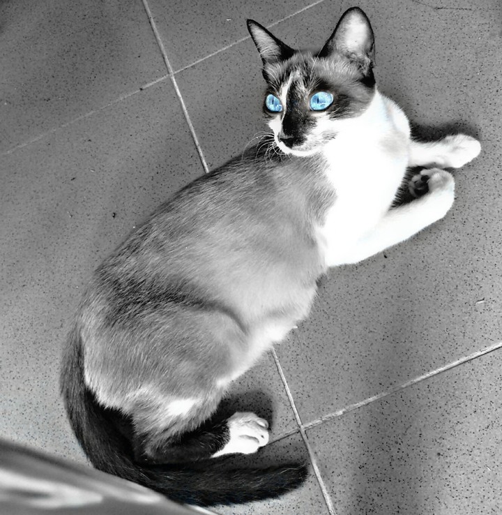 cat eye blue